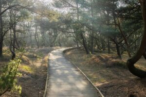A tranquil wooden pathway winding through a sunlit forest in early spring, offering a peaceful nature escape.